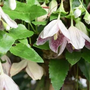 Clematis cirrhosa 'Freckles' 150-175 cm